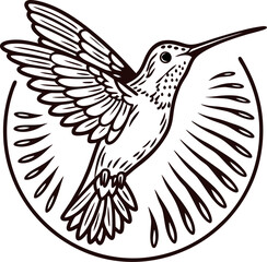 Obraz premium Detailed hand drawn hummingbird with spread wings and decorative feathers in vintage engraved illustration