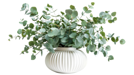 Fresh eucalyptus leaves arranged in a modern white vase on a transparent background for natural decor inspiration