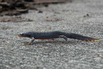 Alpine newt, probably female, crawling on a concrete surface, close up