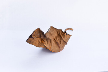 Dead leaf or dry leaf on white background, Clipping path material