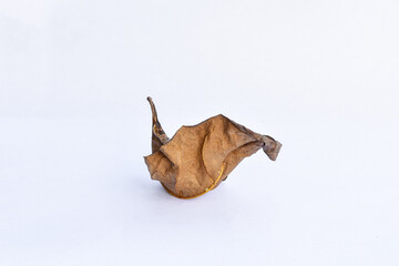 Dead leaf or dry leaf on white background, Clipping path material