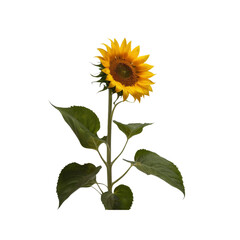 Single Vibrant Sunflower on Transparent Background