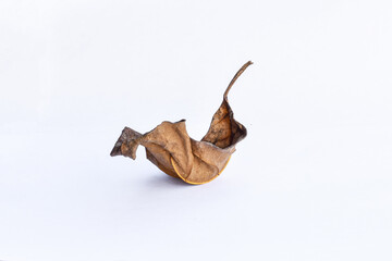 Dead leaf or dry leaf on white background, Clipping path material