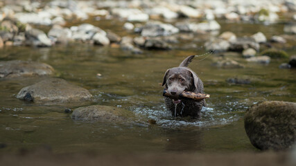 A silver labrador carrying its stick out of the water