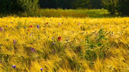 Unrivaled beauty of a summer field.
Flowers of decorative red poppy and various field plants create...