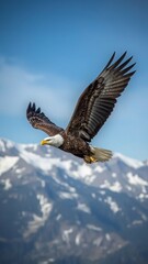 Obraz premium eagle in flight