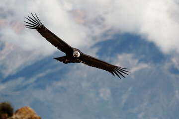 majestic Andean condor rides the thermals with ancient grace. A symbol of freedom and power, this sacred bird watches over one of the world’s deepest canyons,a true icon of Colca Peru.