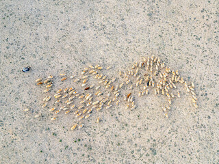 Traditional Shepherding in Central Anatolia – Drone View of Flock and Donkey