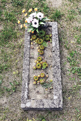 Old concrete grave with flowers. Cemetery scene with succulents and bouquet on aged grave. Grass...