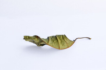 Fototapeta premium Dead leaf or dry leaf on white background, Clipping path material