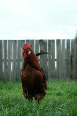 A regal Rhode Island Red rooster surveys its grassy farmyard domain.