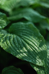 Vivid green leaves of a Hosta plant covered in fresh water droplets, showing detailed texture.