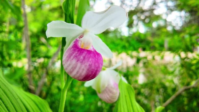 Close-Up of Showy Lady's Slipper Flowers