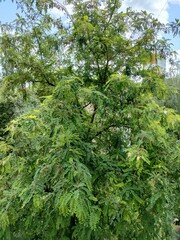 forest in the morning