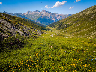 Alpine Wildflowers in Bloom along Splugen Pass Trail: Scenic View of Pizzo Tambo and Surettahorn...