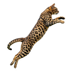 Fototapeta premium Elegant bengal cat with spotted fur in mid air jump against white background