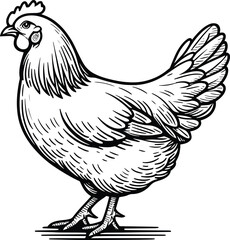 Chicken line art vector illustration isolated on a white background