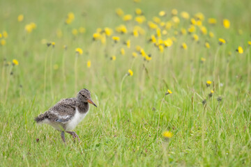 Curious Eurasian Oystercatcher chick exploring a meadow filled with wildflowers during a sunny day