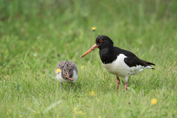 Eurasian Oystercatcher and chick foraging in a grassy meadow during the day © Juha Saastamoinen