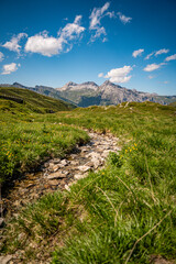 Fototapeta premium Alpine Wildflowers in Bloom along Splugen Pass Trail: Scenic View of Pizzo Tambo and Surettahorn Peaks Framed by Verdant Valleys and Clear Blue Sky