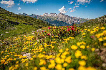 Alpine Wildflowers in Bloom along Splugen Pass Trail: Scenic View of Pizzo Tambo and Surettahorn...