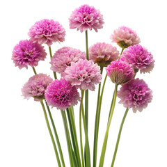 Thrift Armeria Plant  isolated on transparent background