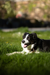 A border collie laying in the sun on the grass