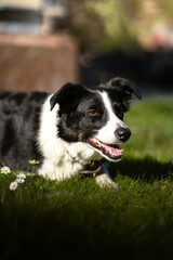 A border collie laying in the sun on the grass