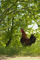 Majestic rooster with vibrant plumage standing tall in a sun-dappled grassy field.