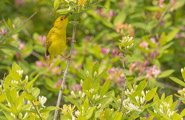 Yellow Warbler