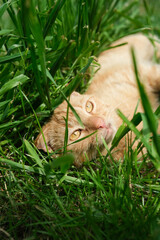 An adorable ginger cat with striking amber eyes lies playfully in tall green grass.