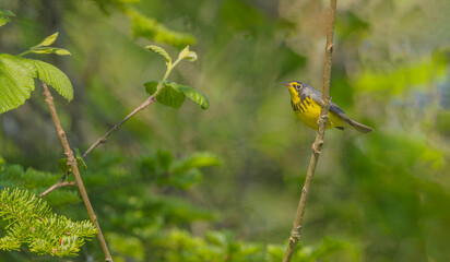 Canada Warbler