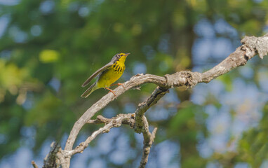 Canada Warbler