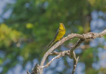 Canada Warbler