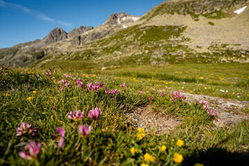Rocky Alpine Slopes with Grassy Trails and Rugged Peaks at Splugen Pass: Serene Mountain Landscape under Clear Blue Summer Sky in the Swiss Alps