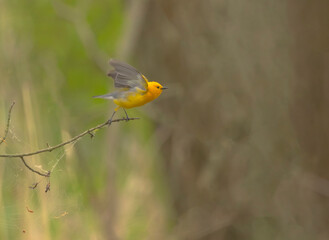Prothonotary Warbler