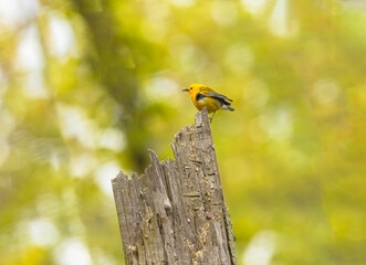 Prothonotary Warbler With Insect