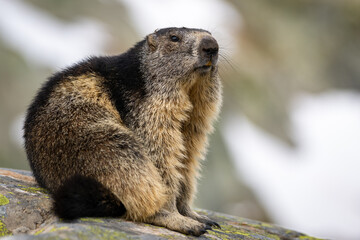 Close up of cute Marmot in the Alps sitting on a rock 