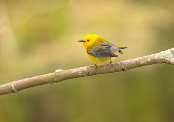 Prothonotary Warbler