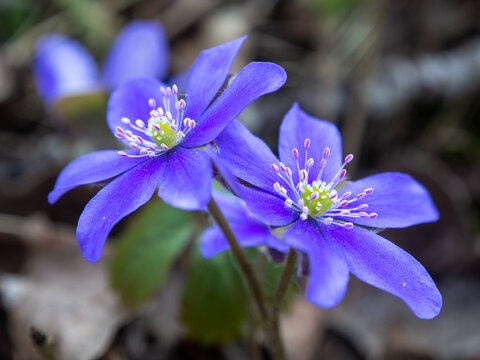 First spring flower - Anemone hepatica or Hepatica nobilis.  Common hepatica liverwort flowers early spring. Environmental and ecological problems 