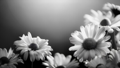 close up of black and white daisy flowers background