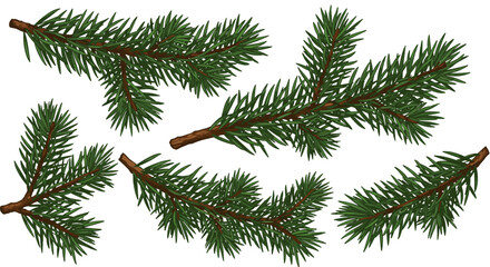 Realistic pine branches vector illustration for nature design and seasonal decor in flat style