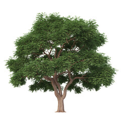 Majestic Tree: A vibrant and robust tree stands tall, its lush canopy a testament to the enduring beauty of nature, exuding vitality and strength.