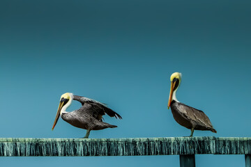 pelicans in Tampa Bay