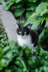 A Playful Kitten Is Joyfully Playing Amidst the Lush Green Leaves and Beautiful Vibrant Nature