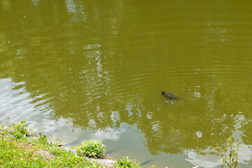 Freshwater turtle swimming in green pond in Trebišov city park, calm water with soft reflections on sunny day.