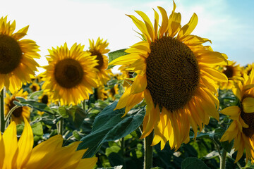 Vibrant sunflower head basking in sunlight against a clear blue sky, showcasing its rich seeds and...