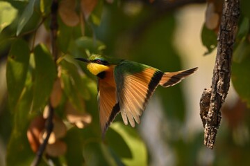 Little bee-eater flies from branch in sunshine