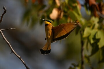 Little bee-eater flares wings ready for landing