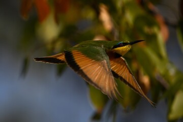 Little bee-eater flies past leaves spreading wings